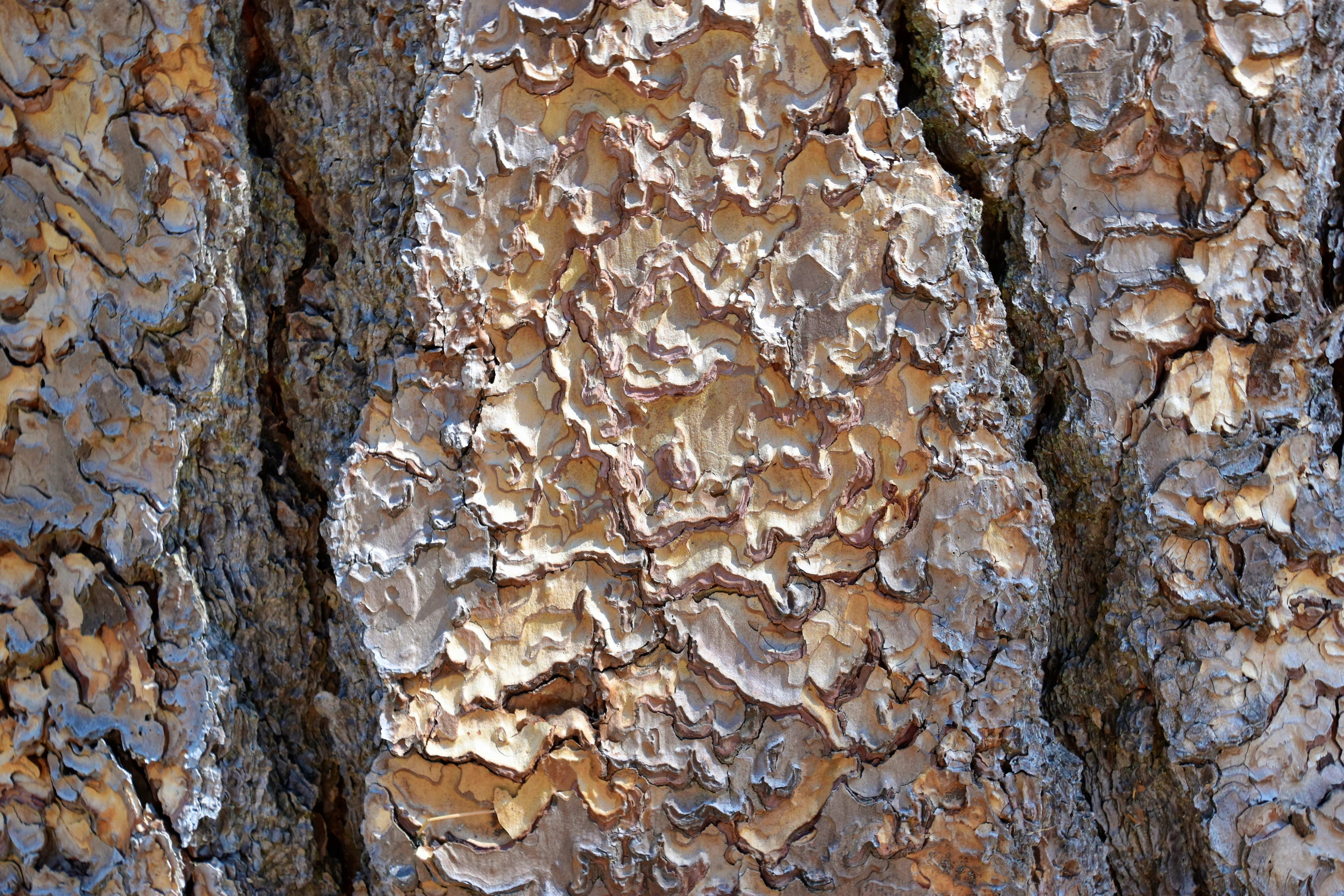 a close up of the bark of a tree